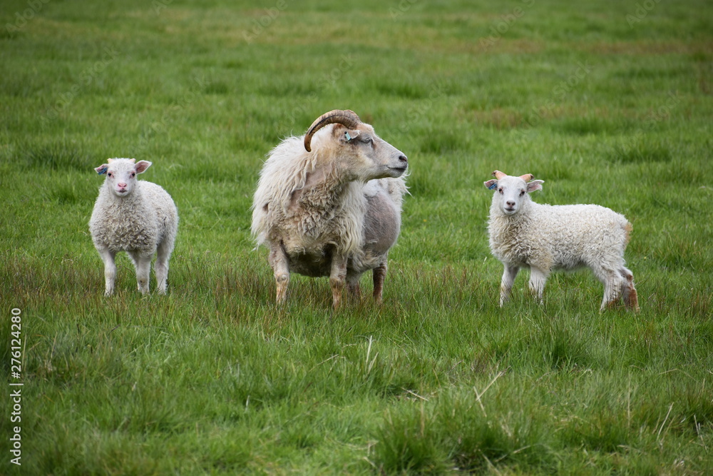 Icelandic sheep standing in green grass in Iceland Icelandic sheep standing in green grass in Iceland