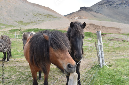 Beautiful wild Icelandic horses with mountains in background