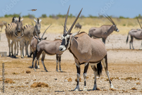 South African Oryx - Oryx gazella gazella, beautiful iconic antelope from Etosha National Park, Namibia.