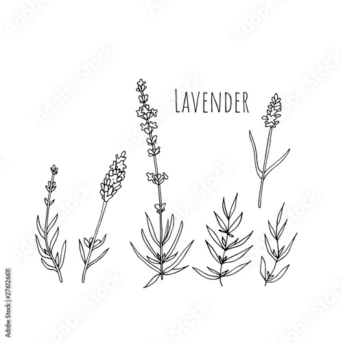 Set of lavender flowers elements. Botanical illustration.