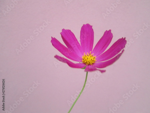 pink flower on white background