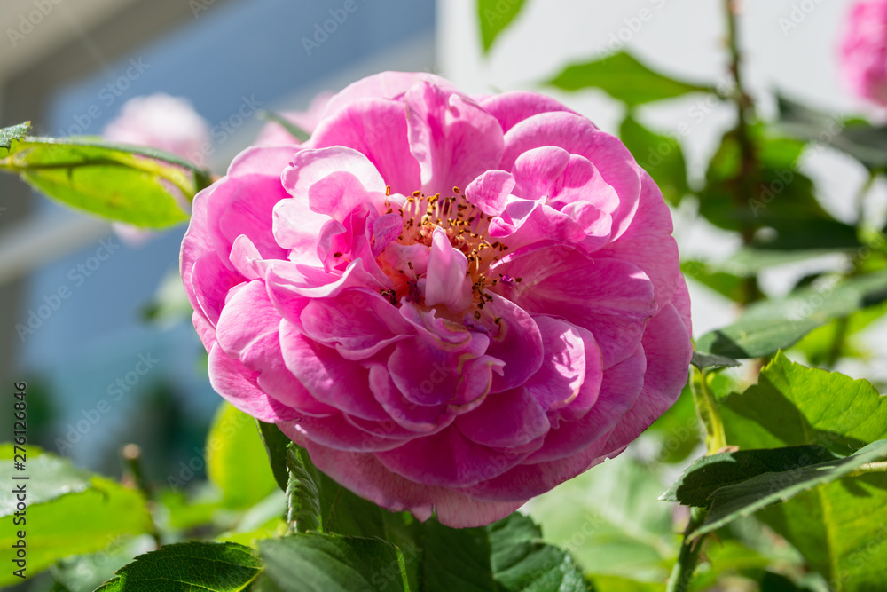 Fototapeta premium pinke Rose, Rosenstadt Putbus