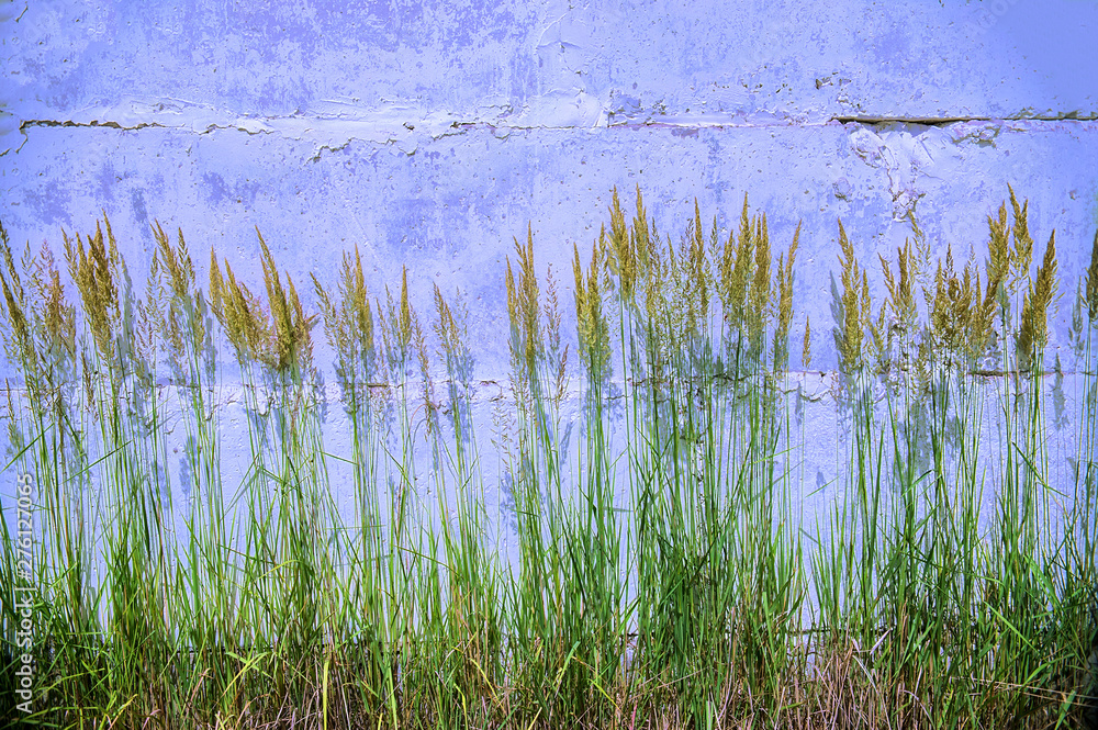 Green grass with blue wall