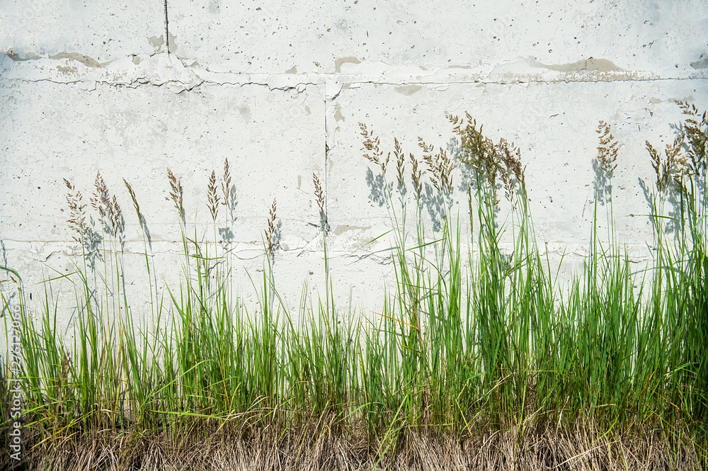 Obraz premium Green grass with white wall
