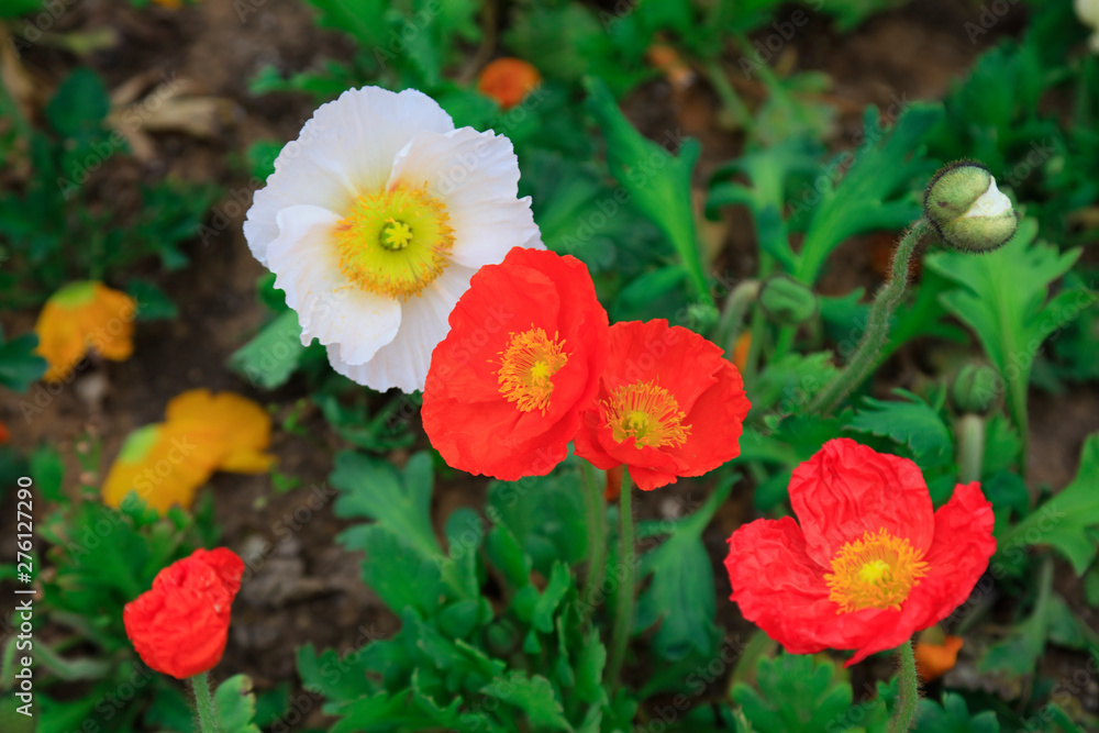 Corn poppy flowers