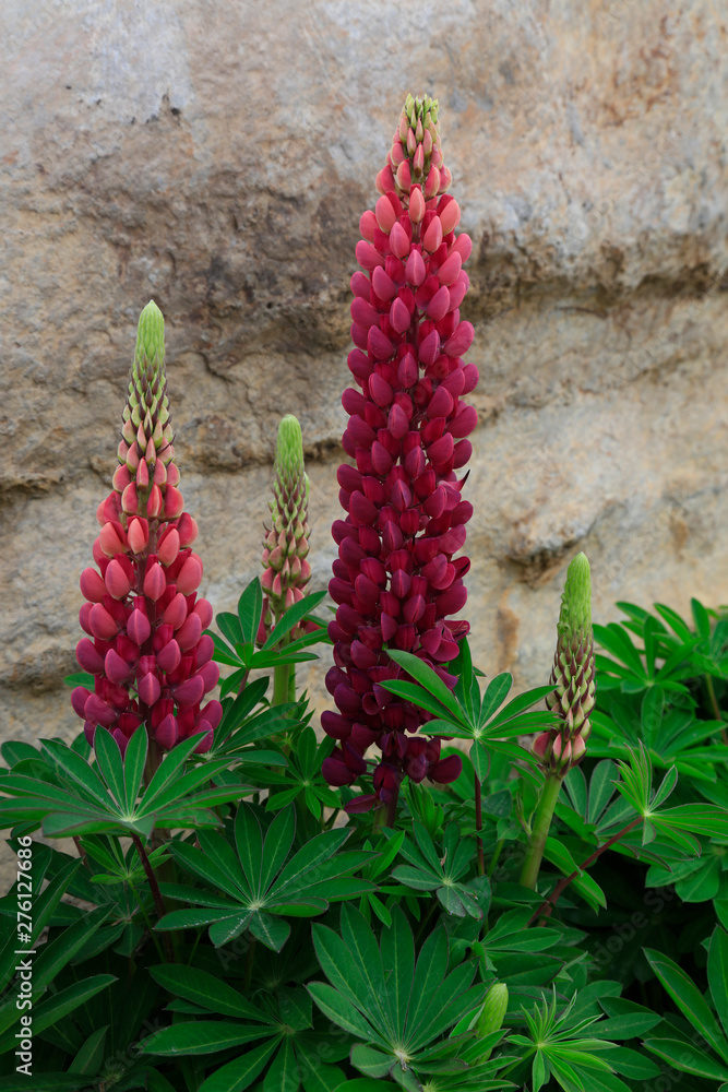 lupin flowers
