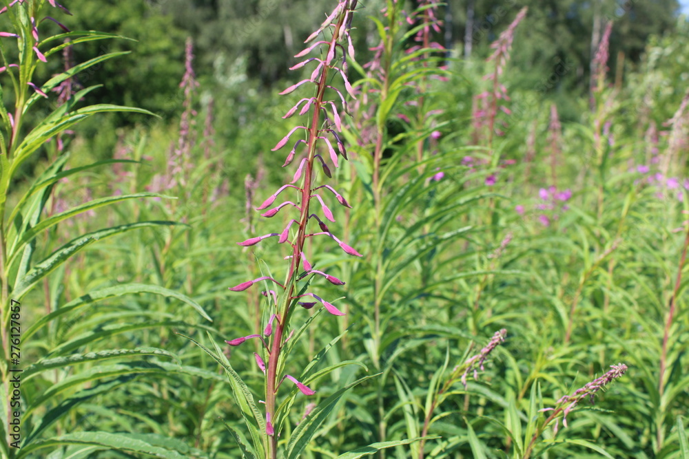 in the thickets of vegetation in the forest in the thickets of vegetation in the forest