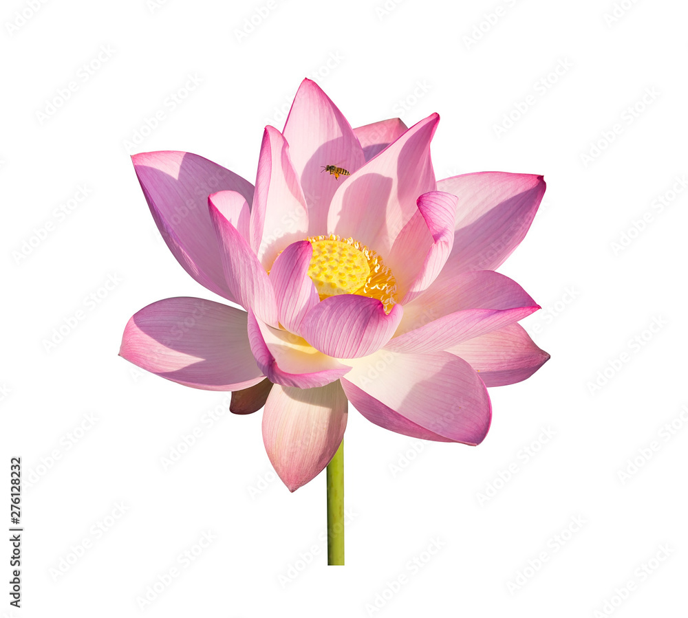 lotus on isolated white background. lotus on isolated white background.