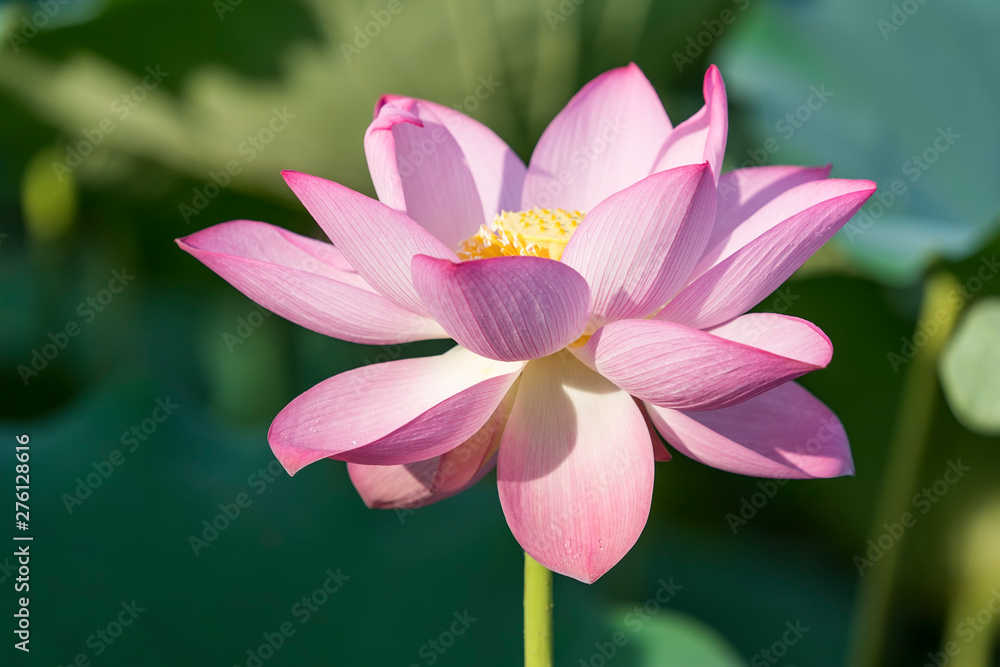 Blooming lotus or waterlily flower in the pond Blooming lotus or waterlily flower in the pond