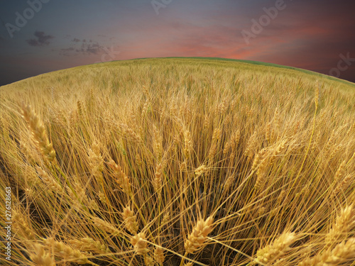 Fisheye shot of a ripe wheat field in a summer day  with dark clouds 