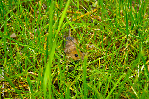A little shrew hides in the grass in front of a cat photo