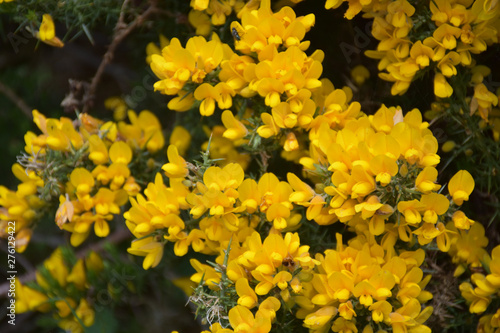 Beautiful Golden Yellow Flowering Evergreen Gorse Bush in Bloom
