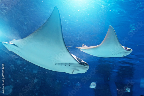 A pair of stingrays are swimming on the blue sea.