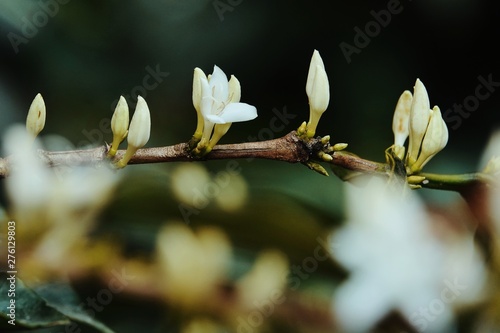 coffee flower blossoms