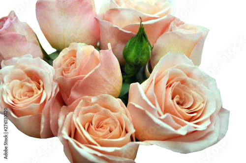 Pile of pink rose blossoms on white background