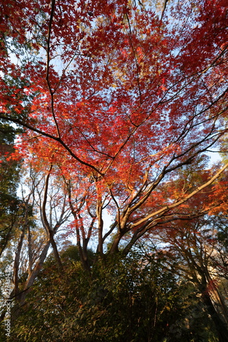 六義園の紅葉