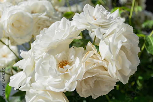 Weiße Rosen Schneewittchen, Rosenstadt Putbus auf Rügen
