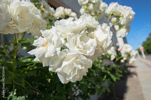 Weiße Rosen Schneewittchen, Rosenstadt Putbus auf Rügen