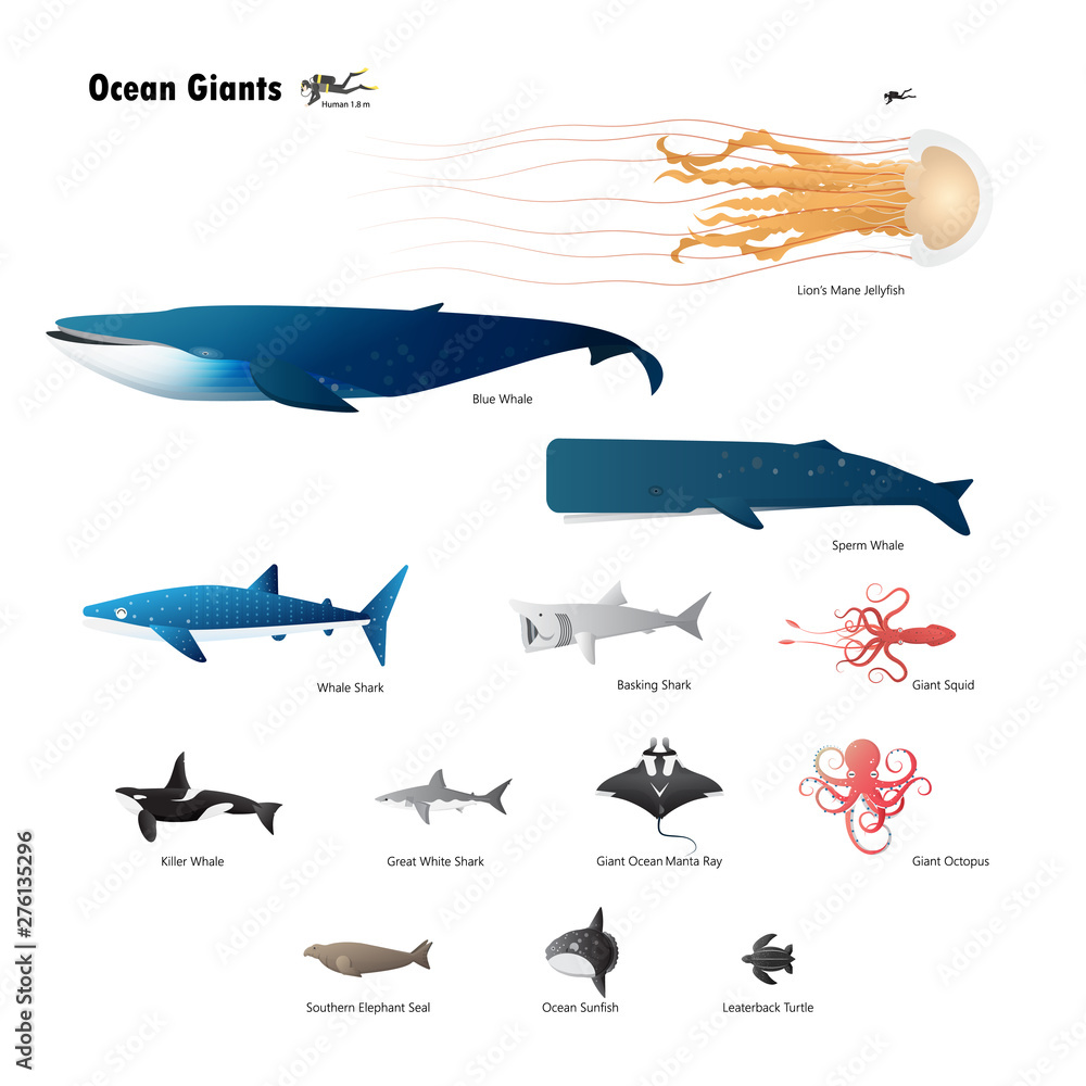 Naklejka premium giant sea animal_02