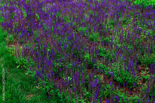 Lavender in the botanical garden