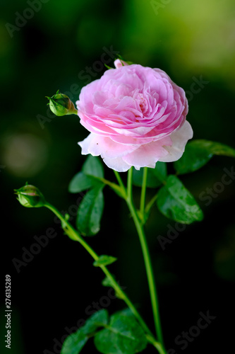 pink rose on black background