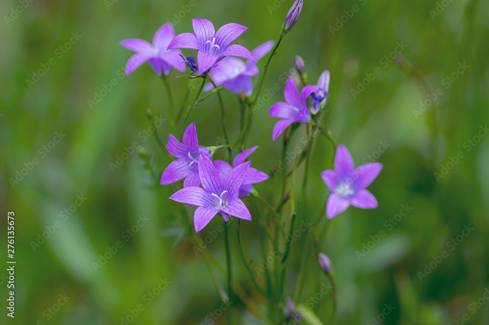 Campanula patula wild flowering plant, beautiful purple spreading bellflowers flowers in bloom