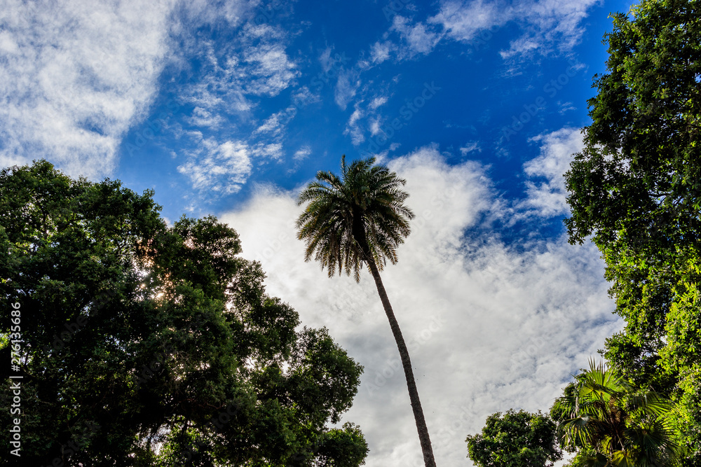 Fototapeta premium Brazilian tree