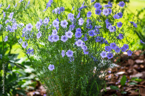 Linum usitatissimum flowering ornamental garden plant  group of beautiful blue flowers in bloom