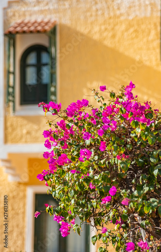 Romantic vintage arabic window and summer bougainvillea flowers