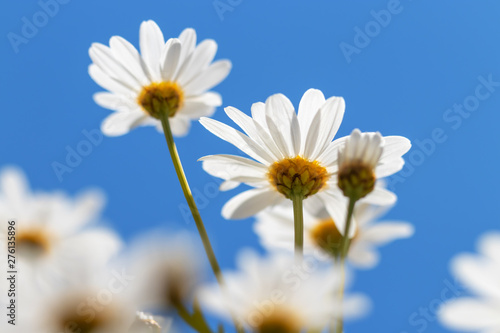Idyllic daisy (Marguerite) meadow from the ground perspective in bright sunlight. Backlit photography