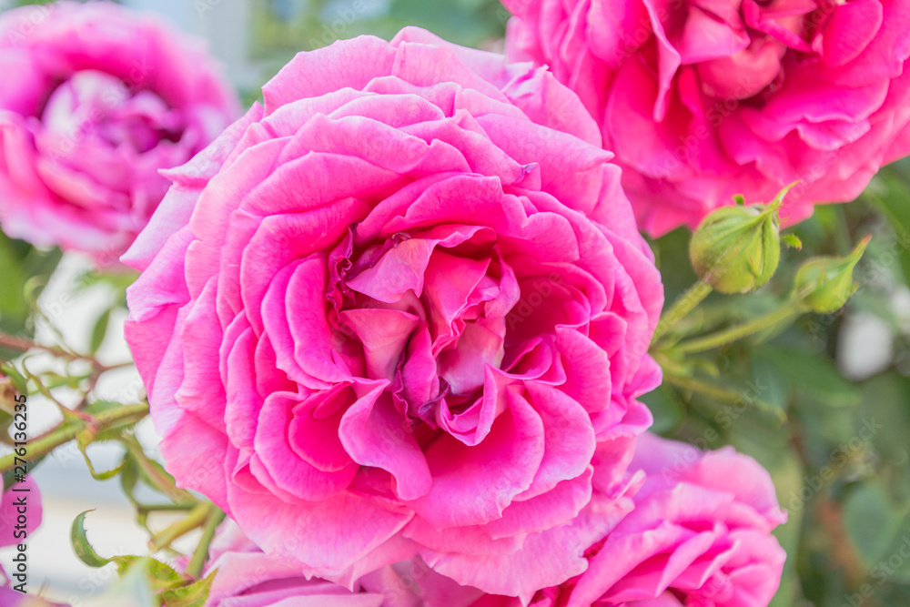 pinke Rose, Rosenstadt Putbus auf Rügen pinke Rose, Rosenstadt Putbus auf Rügen