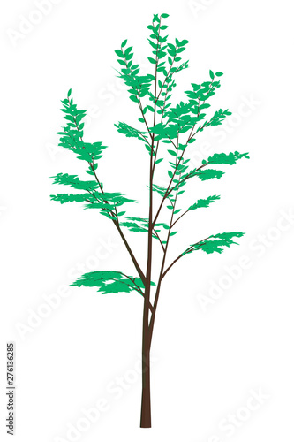 Tree with green leaves. Isolated on white background. Vector illustration