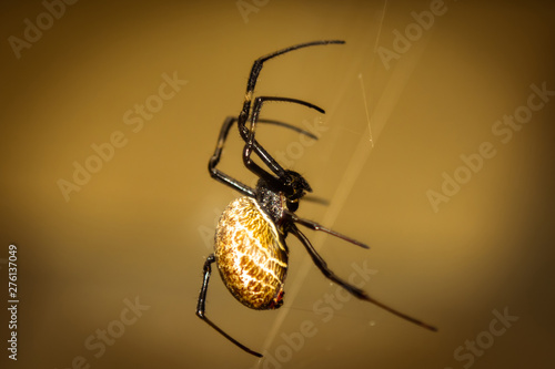 A black and brown colour spider is photographed close up, macro picture,Natural background,spider and spider web. Spiders are creating spider webs.