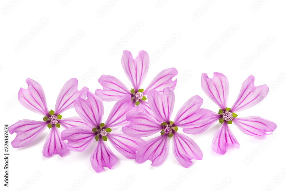 Fototapeta premium Mallow (Malva Sylvestris)