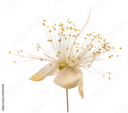 common myrtle  flower photo