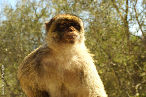 A monkey portrait on the mountain in Gibraltar