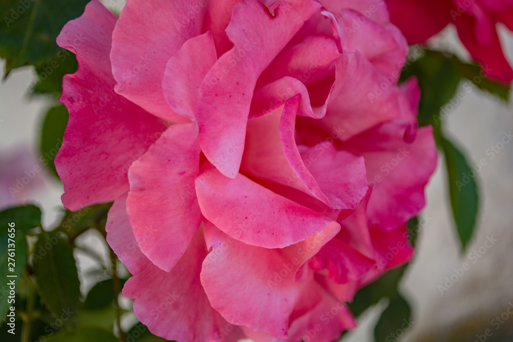 Rosa Rosen, Biedermeier, Rosenstadt Putbus auf Rügen Rosa Rosen, Biedermeier, Rosenstadt Putbus auf Rügen