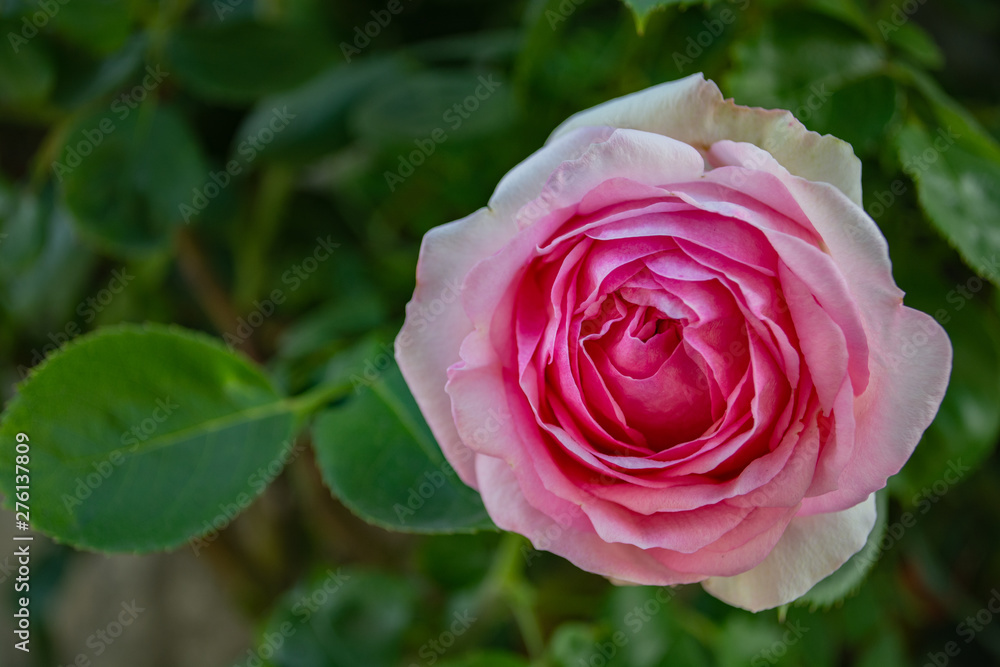 Rosa Rosen, Biedermeier, Rosenstadt Putbus auf Rügen Rosa Rosen, Biedermeier, Rosenstadt Putbus auf Rügen