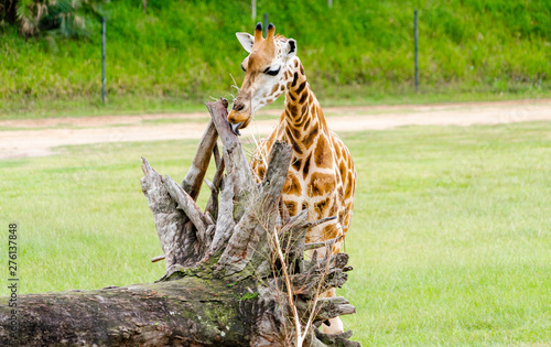 Photography Giraffe