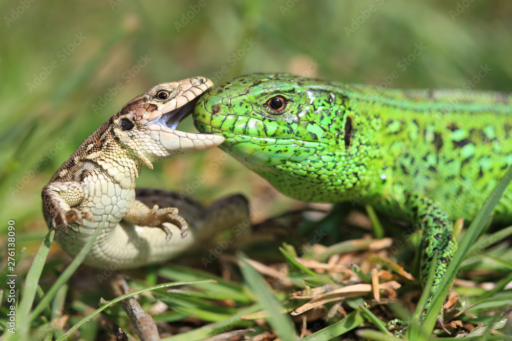 Allphotokz Lizards 20100508 8572 1DM3 Allphotokz Lizards 20100508 8572 1DM3