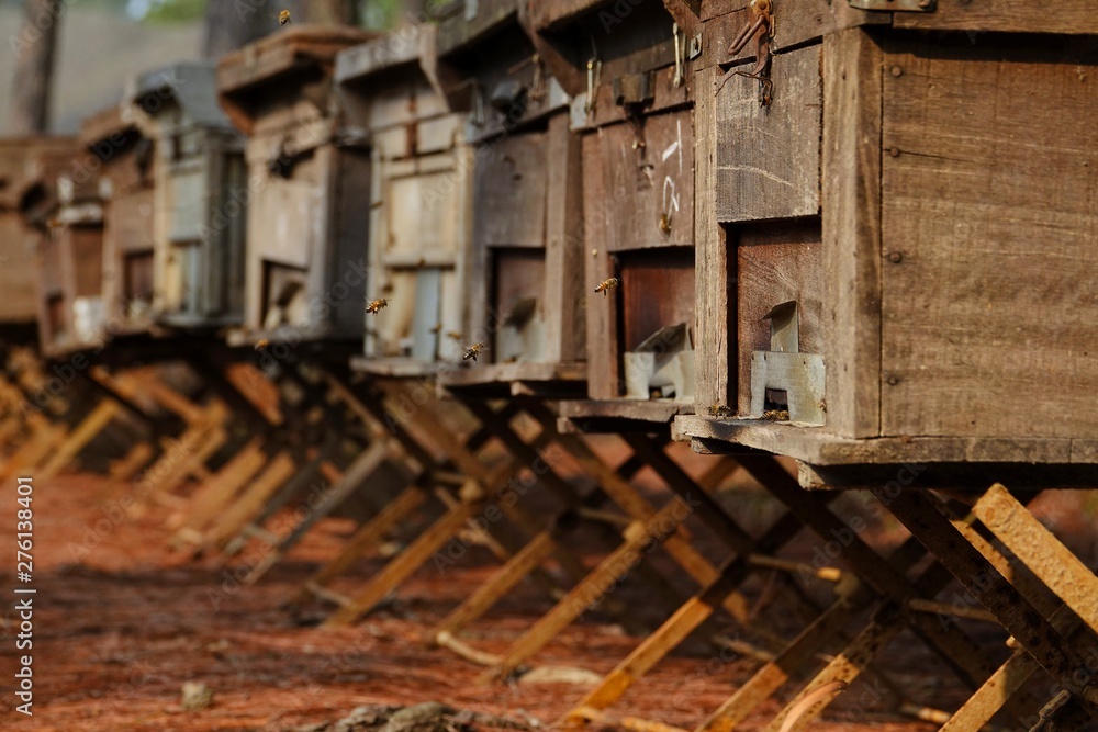 farming honey bees farming honey bees
