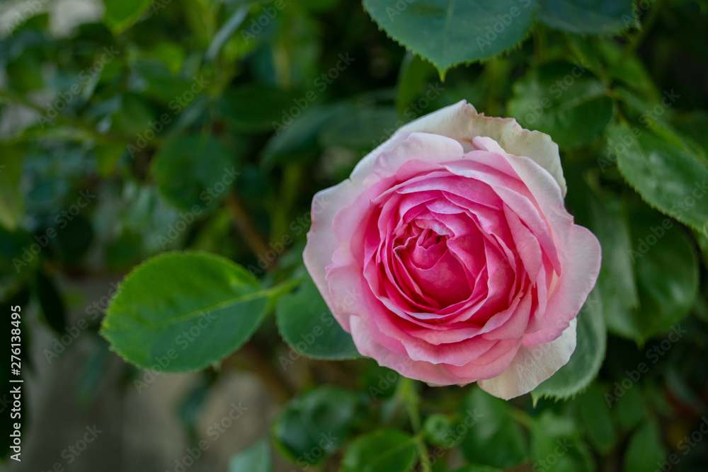 Rosa Rosen, Biedermeier, Rosenstadt Putbus auf Rügen Rosa Rosen, Biedermeier, Rosenstadt Putbus auf Rügen