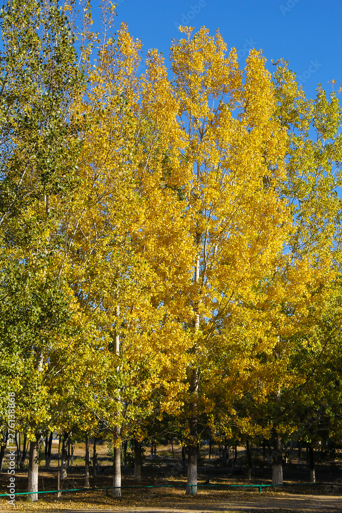 Naklejka premium Yellow and green trees in quiet park. Autumn concept.