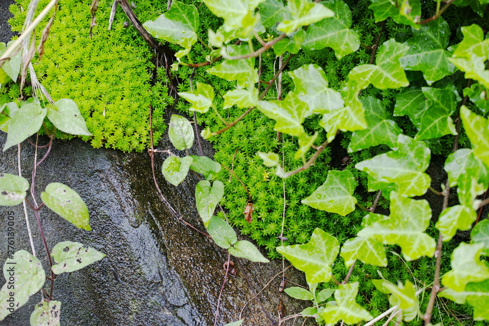 Fototapeta premium 雨後の瑞々しい緑色のマンネングサ