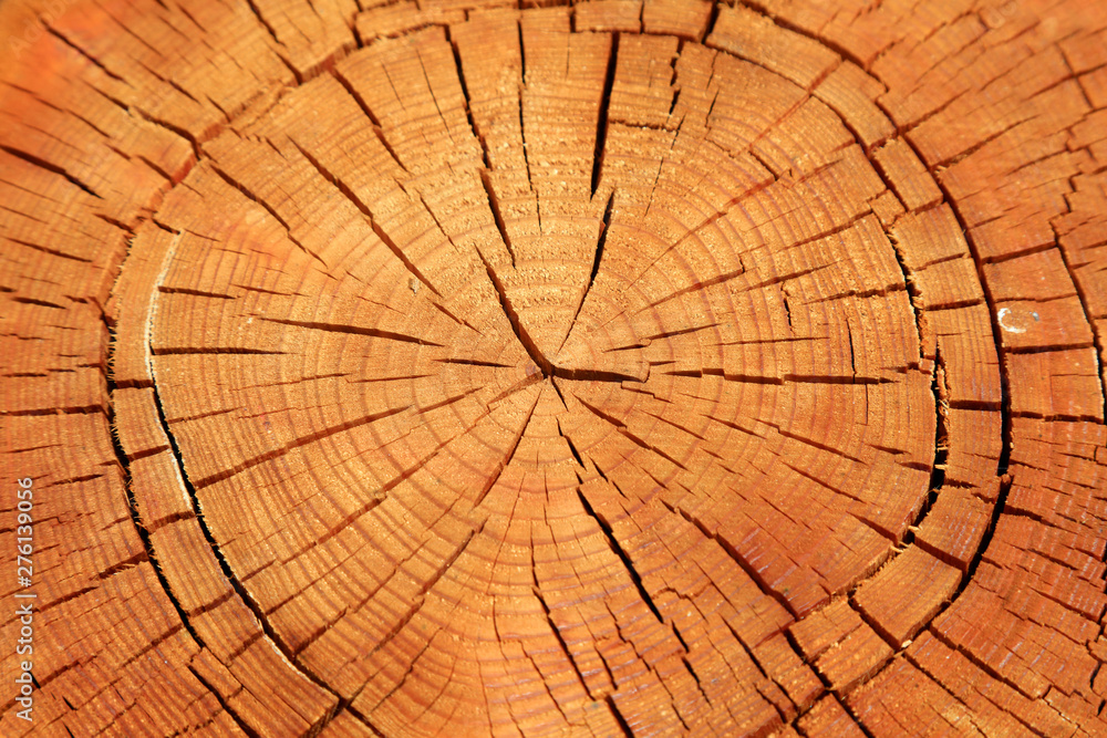 Fototapeta premium tree annual ring as a background