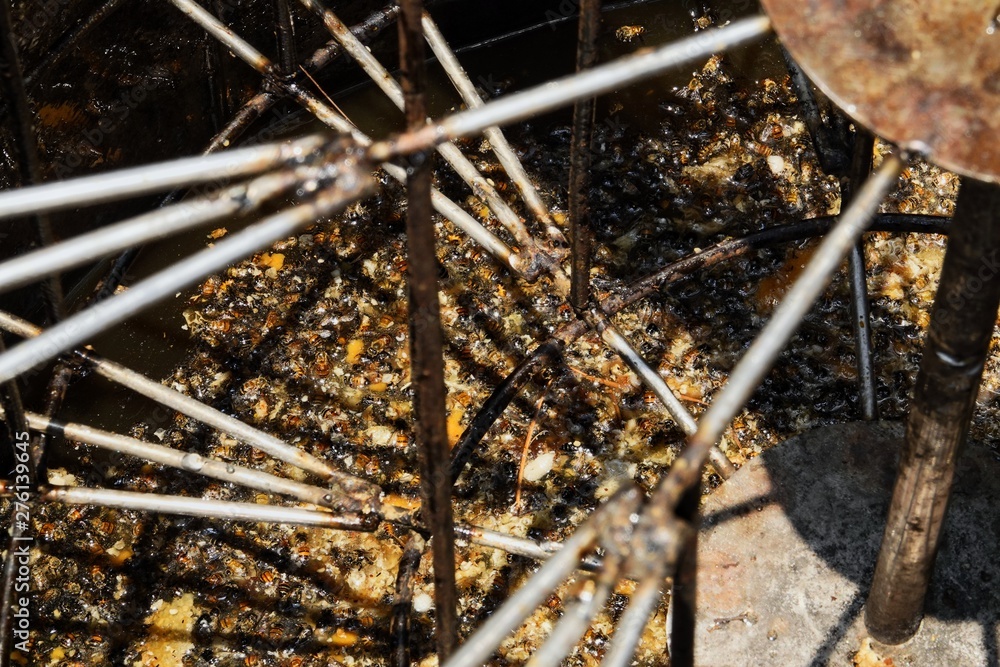 farming honey bees farming honey bees