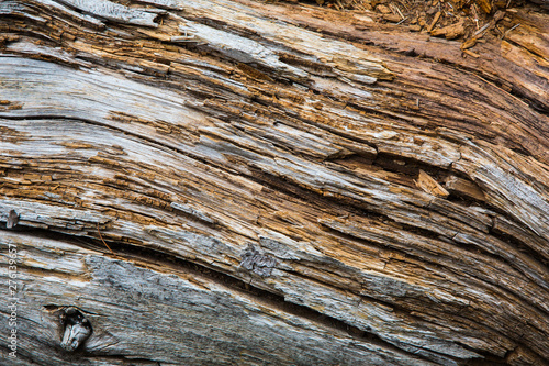 Macro Texture of Raw Wood