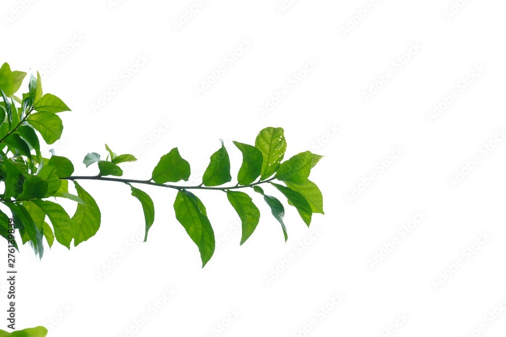 Tropical plant with leaves branches on white isolated background for green foliage backdrop 