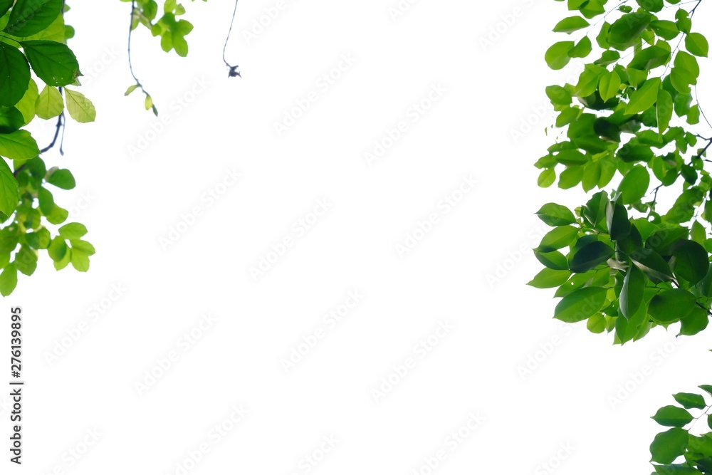 Tropical tree leaves with sunlight on white isolated background for green foliage backdrop Tropical tree leaves with sunlight on white isolated background for green foliage backdrop