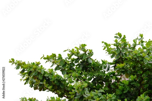 Indian almond tree with leaves branches on white isolated background for green foliage backdrop © Oradige59
